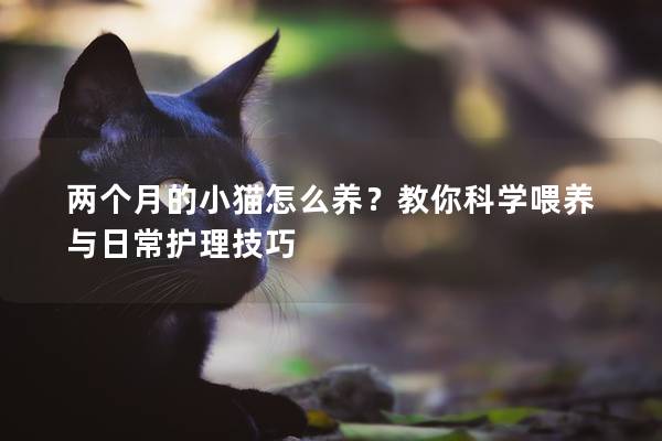 兩個月的小貓怎么養(yǎng)？教你科學(xué)喂養(yǎng)與日常護理技巧