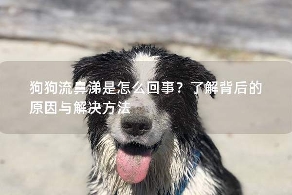 狗狗流鼻涕是怎么回事？了解背后的原因與解決方法