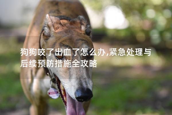 狗狗咬了出血了怎么辦,緊急處理與后續預防措施全攻略