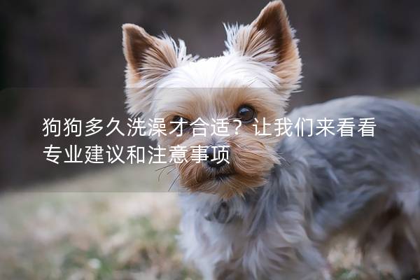 狗狗多久洗澡才合適？讓我們來看看專業建議和注意事項