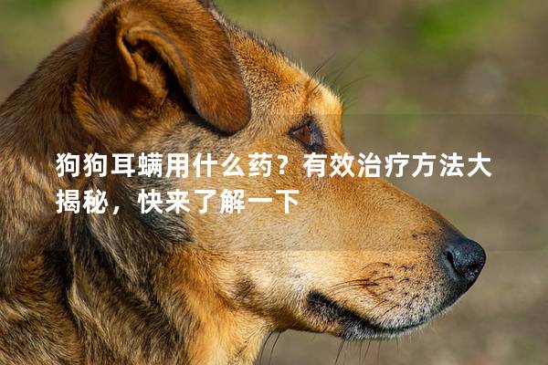 狗狗耳螨用什么藥？有效治療方法大揭秘，快來了解一下