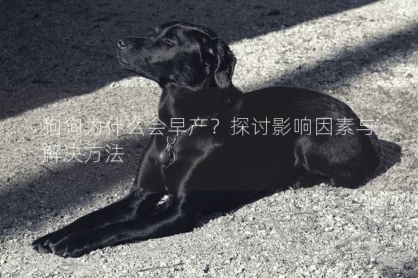 狗狗為什么會早產(chǎn)？探討影響因素與解決方法