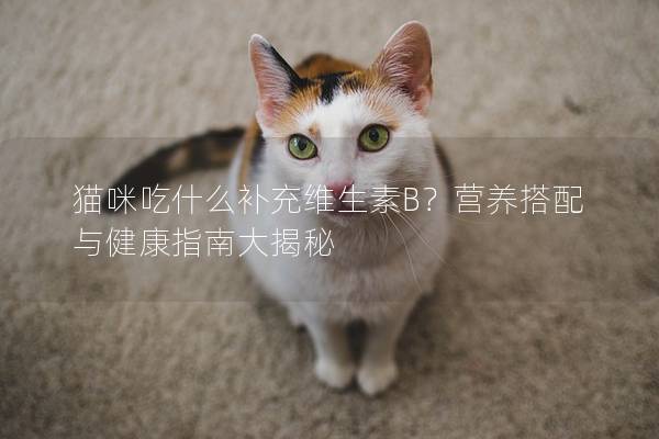 貓咪吃什么補充維生素B？營養搭配與健康指南大揭秘