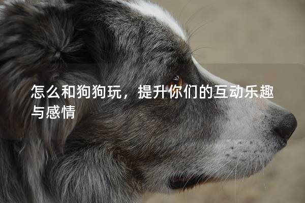 怎么和狗狗玩，提升你們的互動樂趣與感情