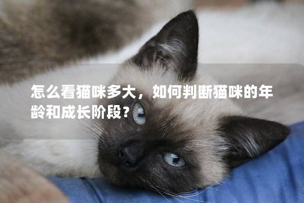 怎么看貓咪多大，如何判斷貓咪的年齡和成長階段？