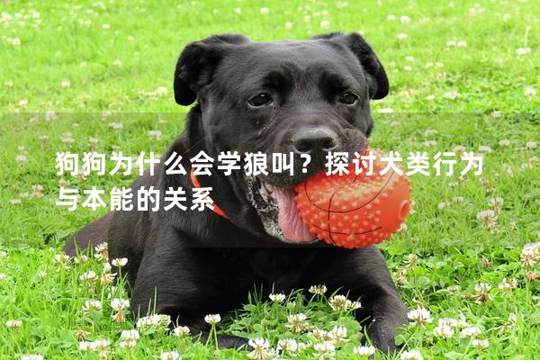 狗狗為什么會(huì)學(xué)狼叫？探討犬類(lèi)行為與本能的關(guān)系