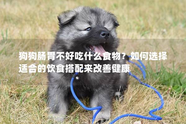 狗狗腸胃不好吃什么食物?如何選擇適合的飲食搭配來改善健康 狗狗腸胃不好吃什么食物?如何選擇適合的飲食搭配來改善健康