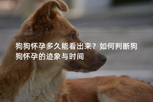 狗狗懷孕多久能看出來？如何判斷狗狗懷孕的跡象與時間