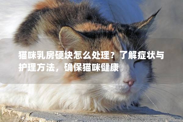 貓咪乳房硬塊怎么處理？了解癥狀與護理方法，確保貓咪健康