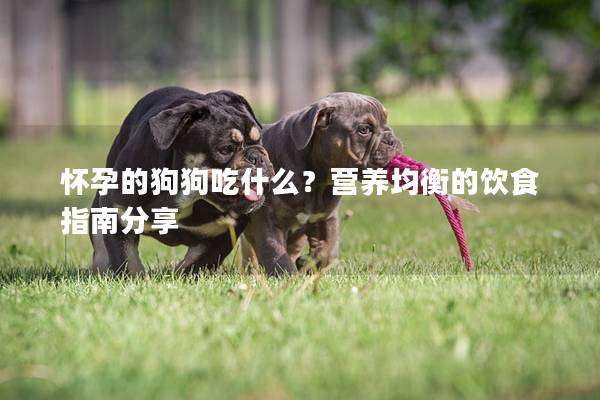 懷孕的狗狗吃什么？營養均衡的飲食指南分享