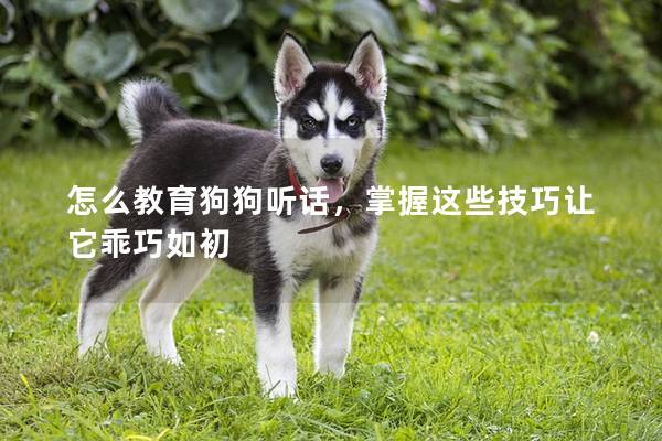 怎么教育狗狗聽話，掌握這些技巧讓它乖巧如初
