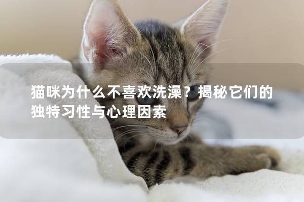 貓咪為什么不喜歡洗澡？揭秘它們的獨特習性與心理因素