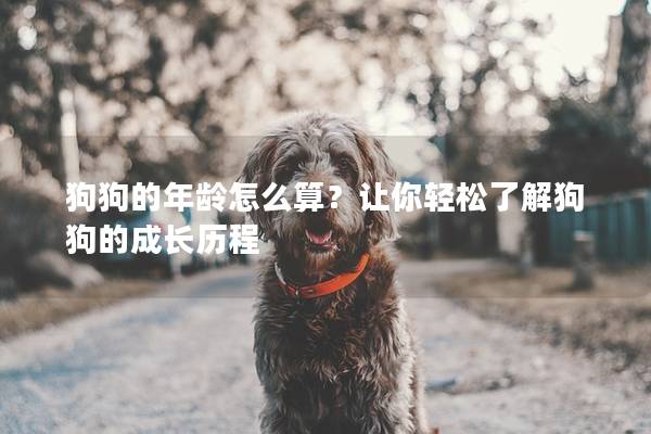 狗狗的年齡怎么算？讓你輕松了解狗狗的成長歷程