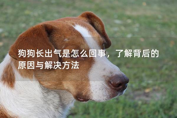 狗狗長出氣是怎么回事，了解背后的原因與解決方法