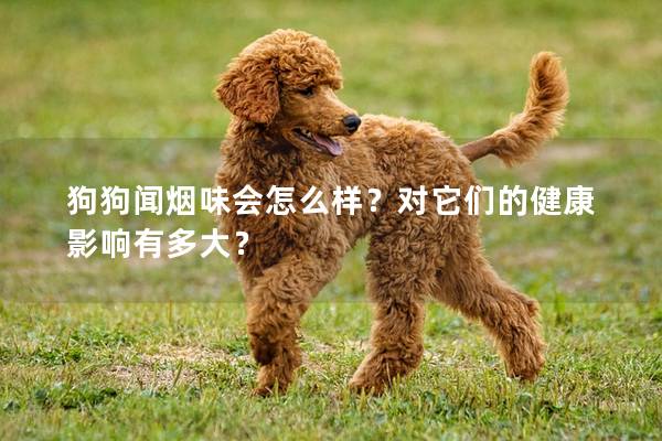 狗狗聞煙味會(huì)怎么樣？對(duì)它們的健康影響有多大？