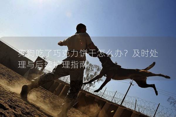 狗狗吃了巧克力餅干怎么辦？及時處理與后續護理指南