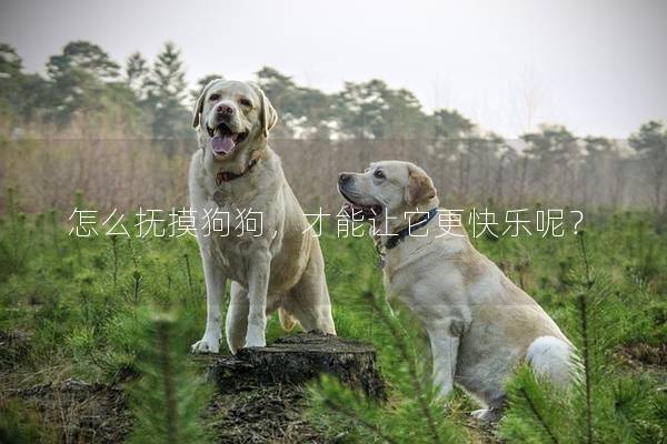 怎么撫摸狗狗，才能讓它更快樂呢？