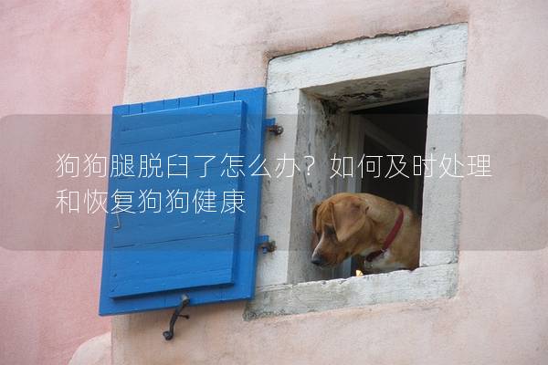 狗狗腿脫臼了怎么辦？如何及時處理和恢復狗狗健康