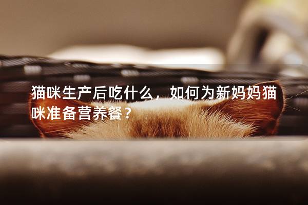貓咪生產后吃什么，如何為新媽媽貓咪準備營養餐？