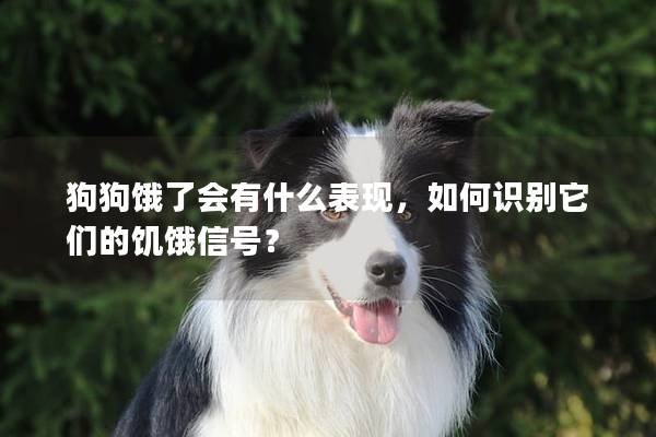 狗狗餓了會有什么表現,如何識別它們的饑餓信號? 狗狗餓了會有什么表現,如何識別它們的饑餓信號?