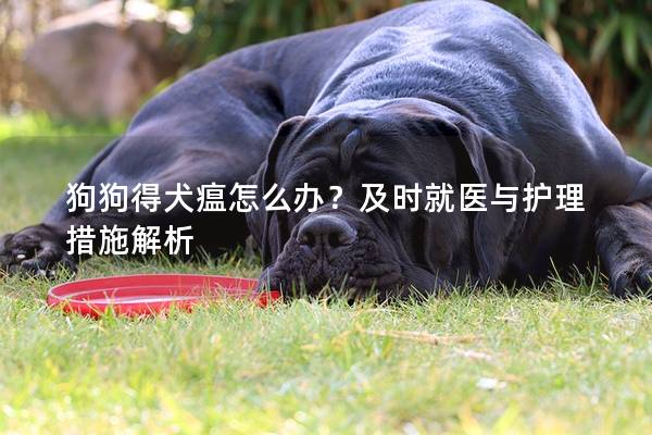 狗狗得犬瘟怎么辦？及時(shí)就醫(yī)與護(hù)理措施解析