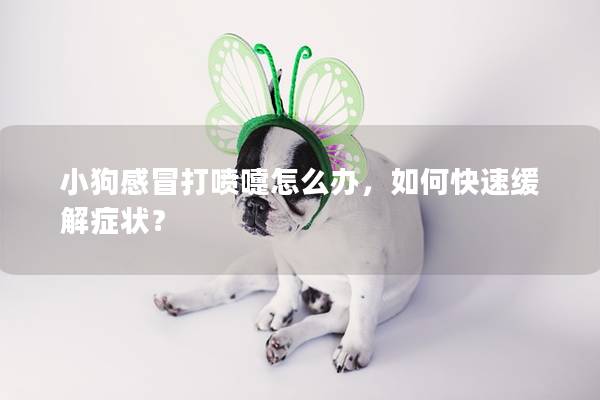 小狗感冒打噴嚏怎么辦，如何快速緩解癥狀？
