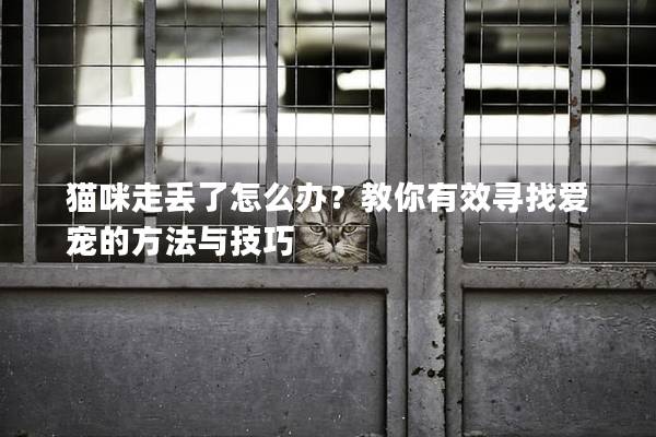 貓咪走丟了怎么辦？教你有效尋找愛寵的方法與技巧