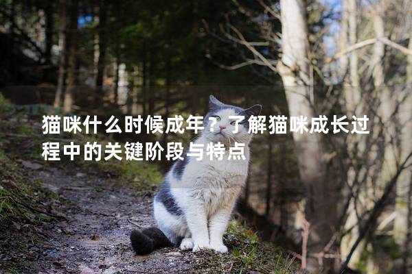 貓咪什么時候成年？了解貓咪成長過程中的關鍵階段與特點