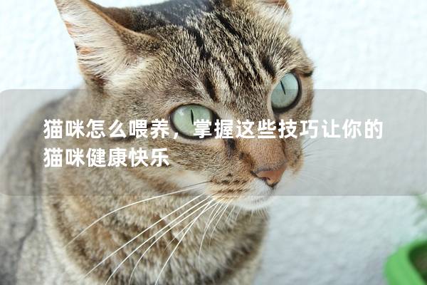 貓咪怎么喂養，掌握這些技巧讓你的貓咪健康快樂