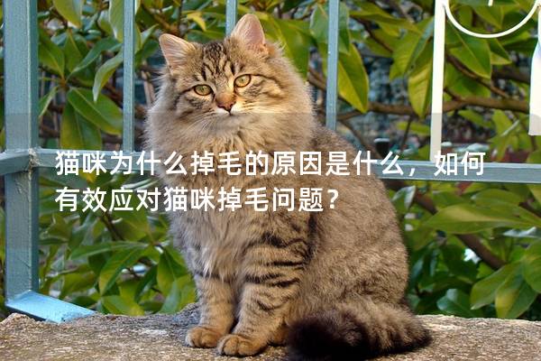 貓咪為什么掉毛的原因是什么，如何有效應對貓咪掉毛問題？