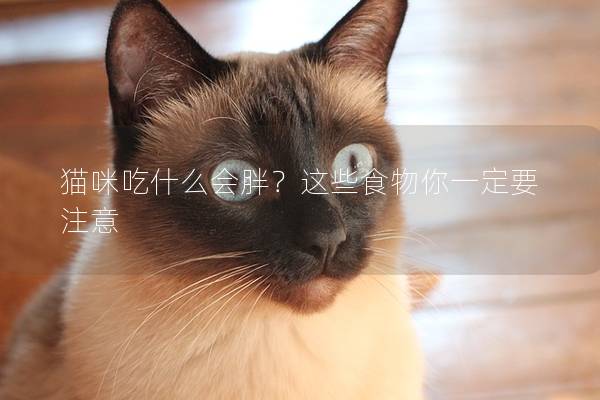 貓咪吃什么會胖？這些食物你一定要注意