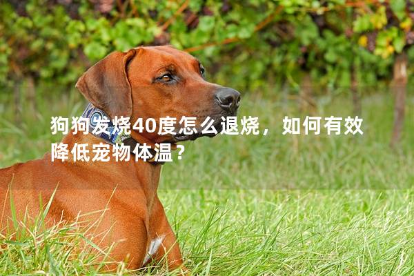 狗狗發燒40度怎么退燒，如何有效降低寵物體溫？