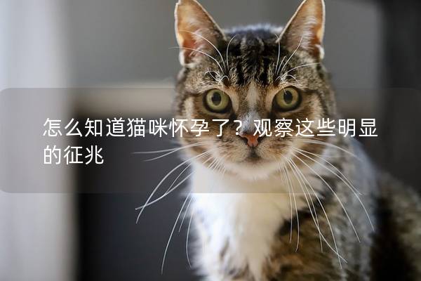 怎么知道貓咪懷孕了？觀察這些明顯的征兆