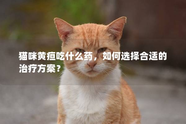 貓咪黃疸吃什么藥，如何選擇合適的治療方案？