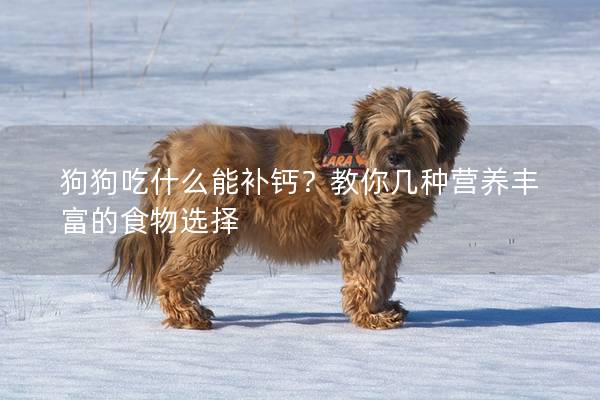 狗狗吃什么能補鈣？教你幾種營養豐富的食物選擇