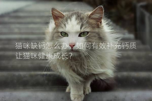 貓咪缺鈣怎么辦，如何有效補(bǔ)充鈣質(zhì)讓貓咪健康成長？