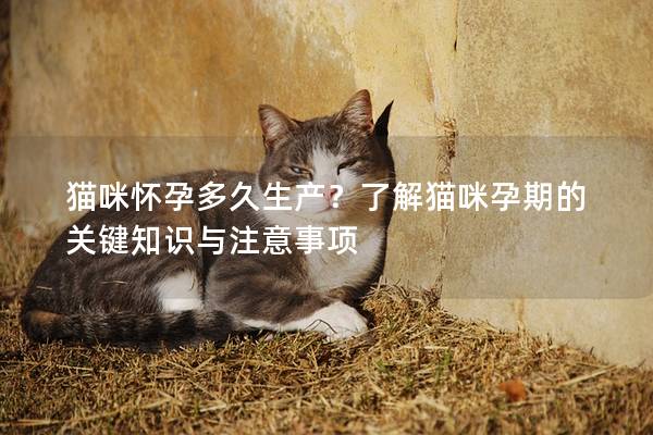 貓咪懷孕多久生產？了解貓咪孕期的關鍵知識與注意事項
