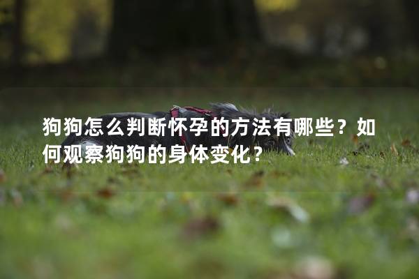 狗狗怎么判斷懷孕的方法有哪些？如何觀察狗狗的身體變化？