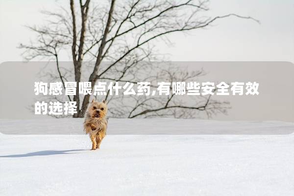 狗感冒喂點(diǎn)什么藥,有哪些安全有效的選擇