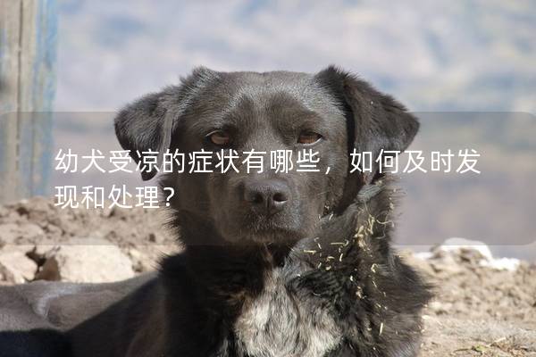 幼犬受涼的癥狀有哪些，如何及時(shí)發(fā)現(xiàn)和處理？