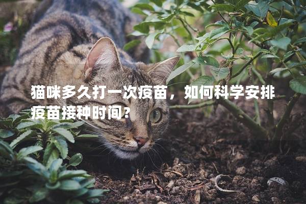 貓咪多久打一次疫苗，如何科學(xué)安排疫苗接種時(shí)間？