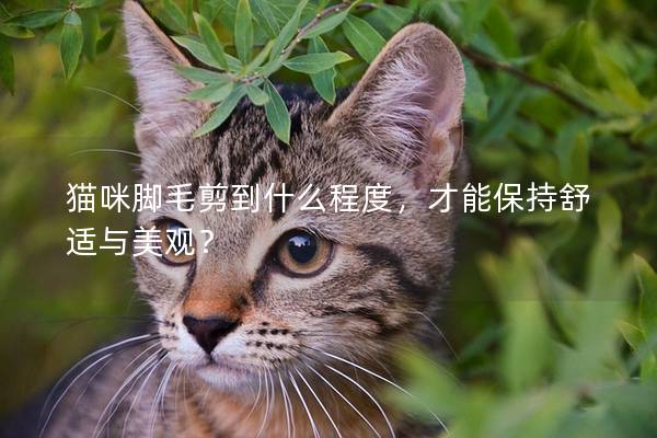 貓咪腳毛剪到什么程度，才能保持舒適與美觀？