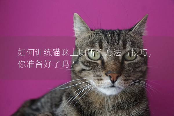 如何訓練貓咪上廁所的方法與技巧，你準備好了嗎？