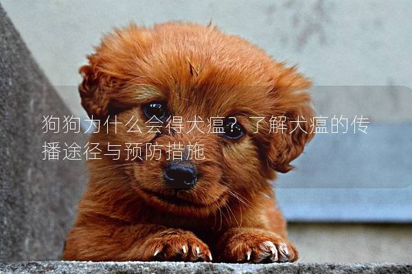 狗狗為什么會得犬瘟？了解犬瘟的傳播途徑與預防措施