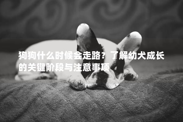 狗狗什么時候會走路？了解幼犬成長的關(guān)鍵階段與注意事項