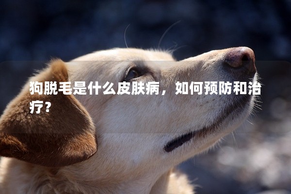 狗脫毛是什么皮膚病，如何預(yù)防和治療？