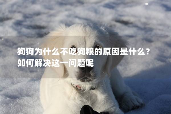 狗狗為什么不吃狗糧的原因是什么？如何解決這一問(wèn)題呢