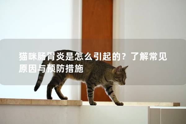 貓咪腸胃炎是怎么引起的？了解常見原因與預防措施