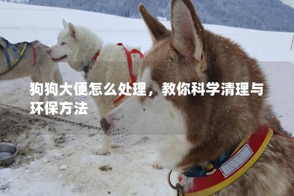狗狗大便怎么處理，教你科學(xué)清理與環(huán)保方法