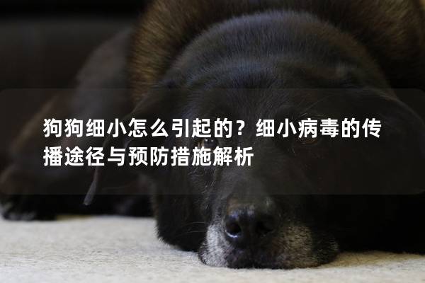 狗狗細小怎么引起的？細小病毒的傳播途徑與預(yù)防措施解析